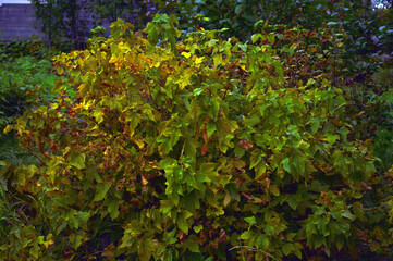The Bush of black currant in the autumn