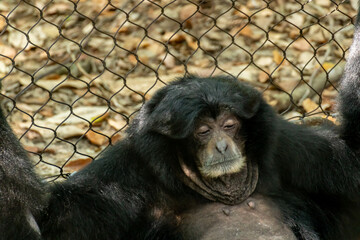 Large Gorilla Sitting by Chain Fense in a Daytime
