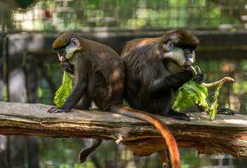 Two Brown Monkyes Back to Back Eating Lettuce during the Summer Day