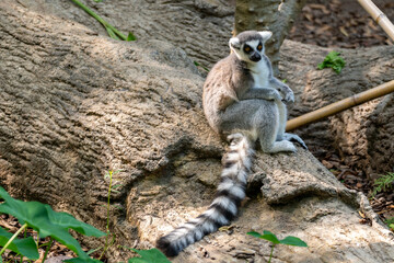 Lemur of Madagascar Sitting on Large Tree Trunk during day time