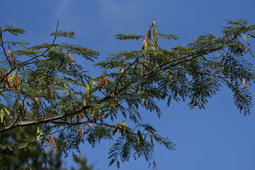 Silk tree fruits / A Fabaceae deciduous tree