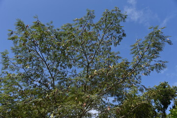 Silk tree fruits / A Fabaceae deciduous tree