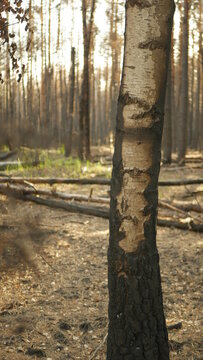 forest fire