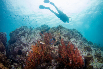 Scuba Divers swim over coral reef with sea fan.