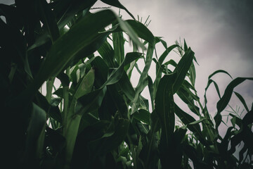 lost in spooky summer corn maze run
