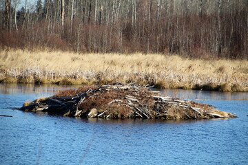 Late Autumn On The Beaver Pond, Elk Island National Park, Alberta