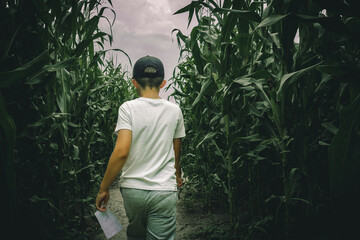 young boys lost in spooky summer corn maze run, chasing and playing in labyrinth adventure with...