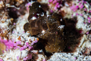 Black frogfish  hiding on the sea bed.  ,Phuket Thailand