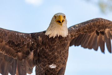 Bald Eagle with handler