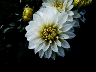 Dahlia white flower close up