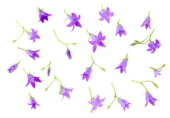 bell flower isolated on white background