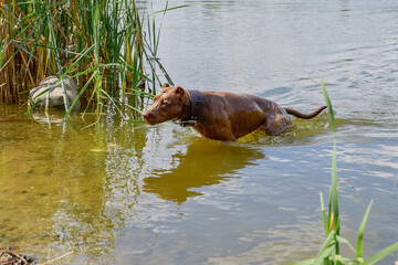 Wet American Pit Bull Terrier comes out of the lake after swimming.