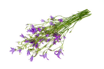 bell flower isolated on white background