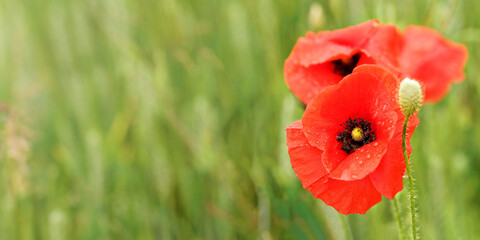 Bright red poppy flowers, petals wet from rain, growing in green field, closeup detail, space for text left side