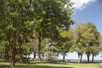 trees in the park