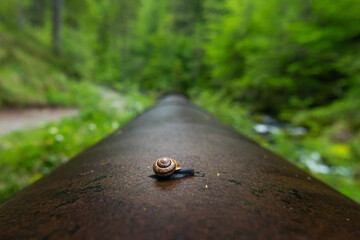 A small snail crawling on an iron pipe