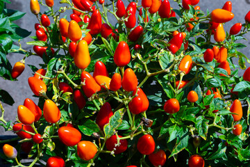 cayenne red pepper spicy