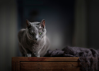 Russian Blue Cat
