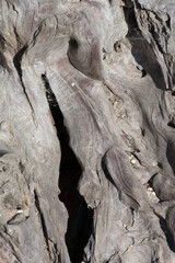 Weathered old driftwood