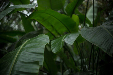 Banana tree