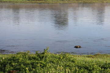 River view from summer morning