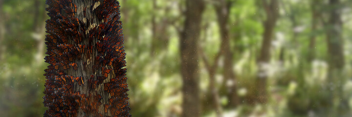 swarm of monarch butterflies on tree trunks, migrating Danaus plexippus group 
