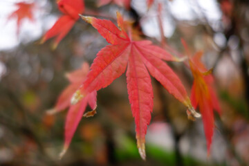 red autumn leaves