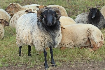 Fototapeta premium Heidschnuckenbock