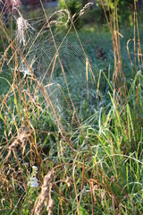 Spider web on the grass in the sun on a summer morning