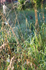 Spider web on the grass in the sun on a summer morning