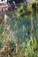 Spider web on the grass in the sun on a summer morning