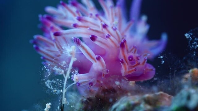 nudibranch flabellina nudi branch nudybranch  underwater slug ocean scenery