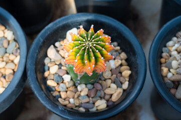Close up colorful cactus plants in the pot.Gymnocalycuim and LB2178 type.Desert plant in the pots at the green house.