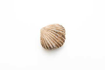 studio photo of brachiopoda articulate fossil