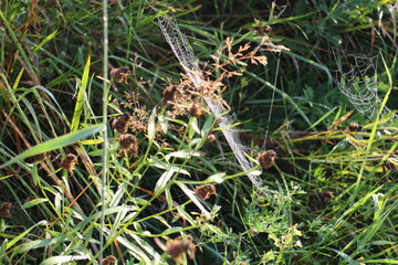 Spider web on the grass in the sun on a summer morning