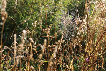 Spider web on the grass in the sun on a summer morning