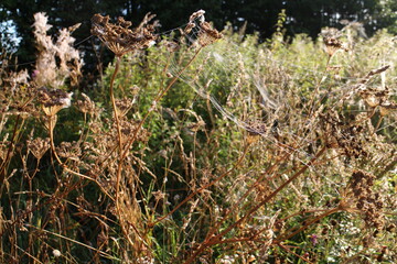Spider web on the grass in the sun on a summer morning