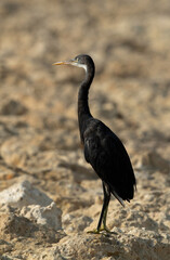 Western reef at Busaiteen coast, Bahrain