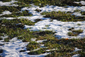 Grass und Schnee
