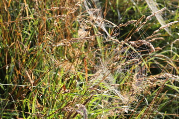 Spider web on the grass in the sun on a summer morning
