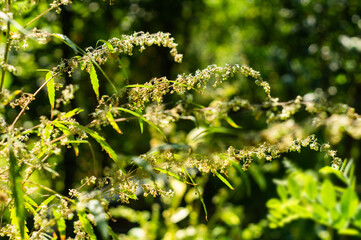 Leaves and inflorescences of blooming hemp