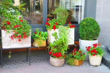 Red geranium in the pots near restaurant in Kyiv, Ukraine