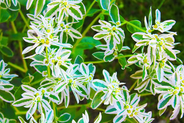 Euphorbia marginata (Snow on the mountain), also known as clouded on the prairie, variegated spurge