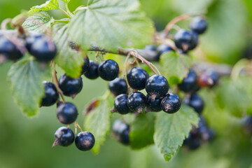 black currant growing in garden
