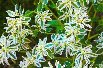 Euphorbia marginata (Snow on the mountain), also known as clouded on the prairie, variegated spurge