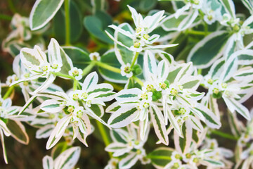 Euphorbia marginata (Snow on the mountain), also known as clouded on the prairie, variegated spurge