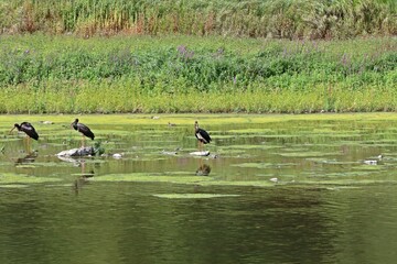Drei Schwarzstörche (Ciconia nigra) am Edersee