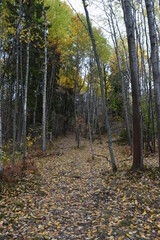 Beautiful yellow, orange and red autumn colors during fall in Sweden