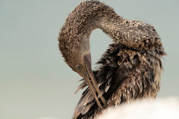 Closeup of a Socotra cormorant preening at Busiateen coast, Bahrain