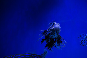 Nice lion fish in sea saltwater aquarium on blue background nature 